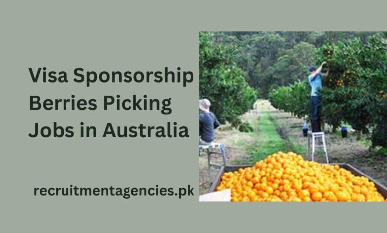 Visa Sponsorship Berries Picking Jobs in Australia